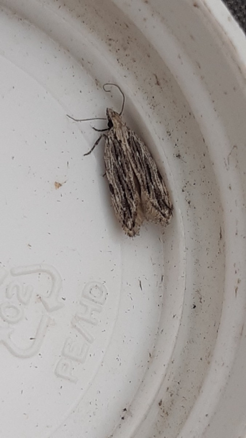 Maple Snout Anarsia innoxiella