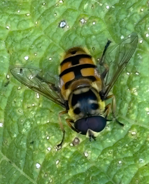 Batman Hoverfly Myathropa florea