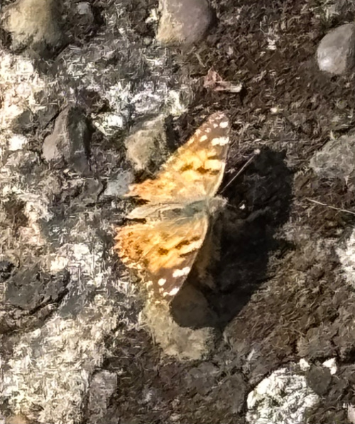 Painted Lady Vanessa cardui