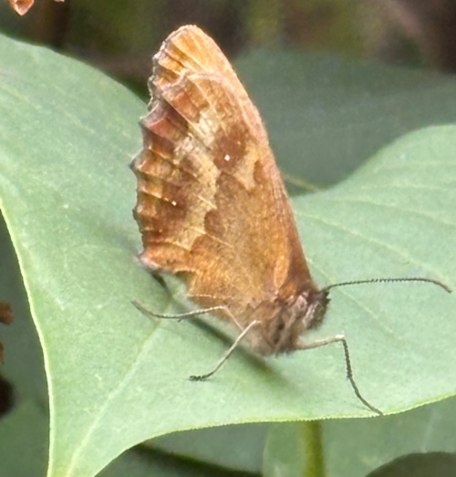 Gatekeeper Pyronia tithonus