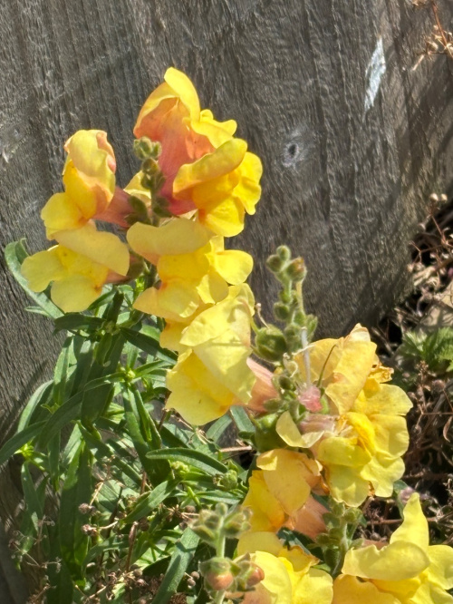 Snapdragon Antirrhinum majus