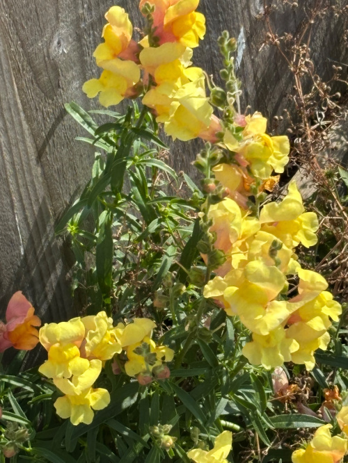 Snapdragon Antirrhinum majus