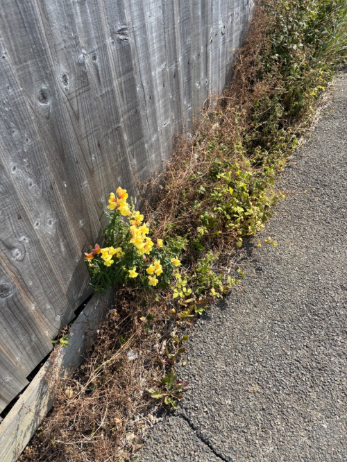 Snapdragon Antirrhinum majus