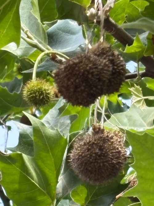London Plane Platanus occidentalis x orientalis = P. x hispanica