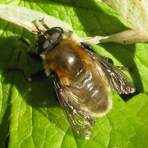 Greater Bulb-Fly Merodon equestris