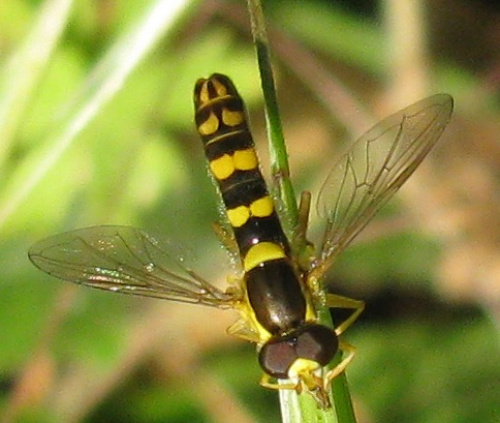  Sphaerophoria scripta