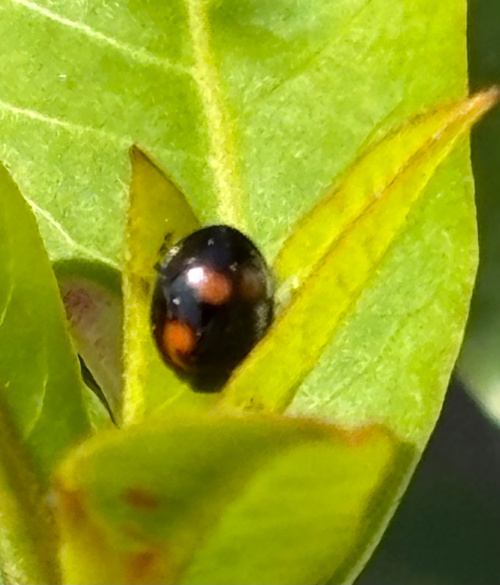 Pine Ladybird Exochomus quadripustulatus