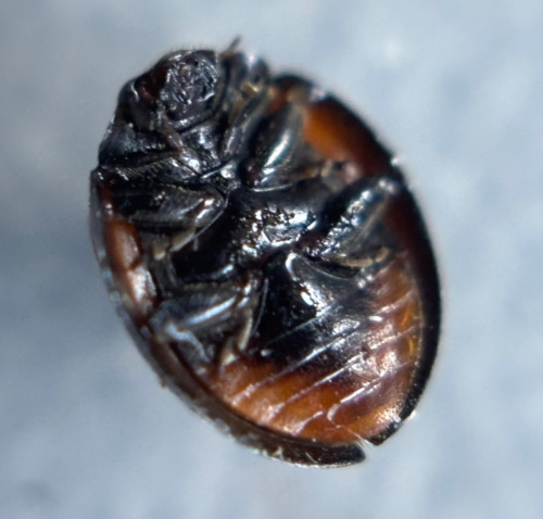 Pine Ladybird Exochomus quadripustulatus