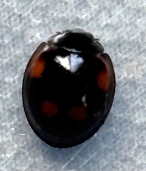 Pine Ladybird Exochomus quadripustulatus