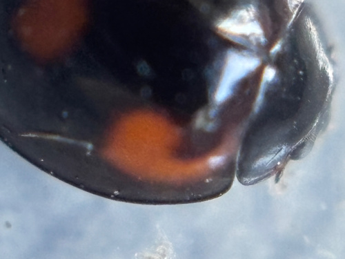 Pine Ladybird Exochomus quadripustulatus