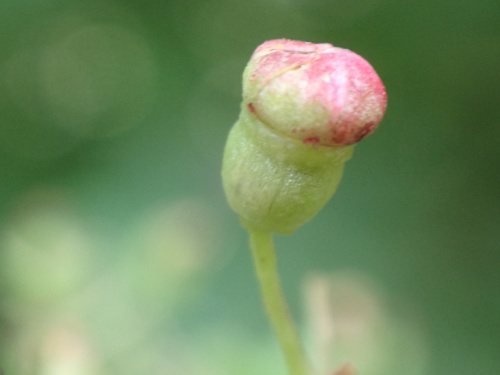 Species image