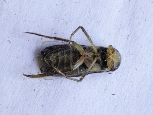  Hesperocorixa