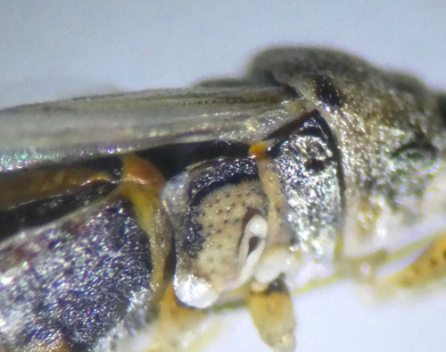 Species image