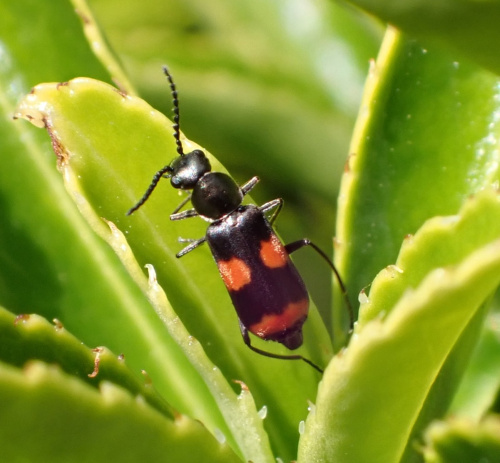 Species image
