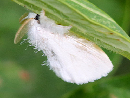 Yellow-tail Euproctis similis