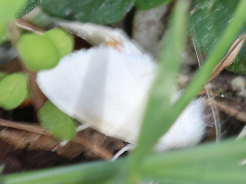 Yellow-tail Euproctis similis