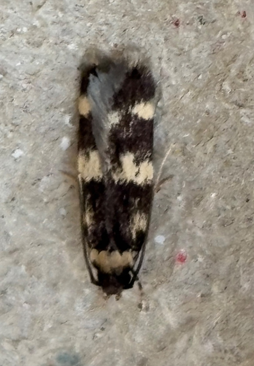 Four-spotted Obscure agg. Oegoconia quadripuncta agg.