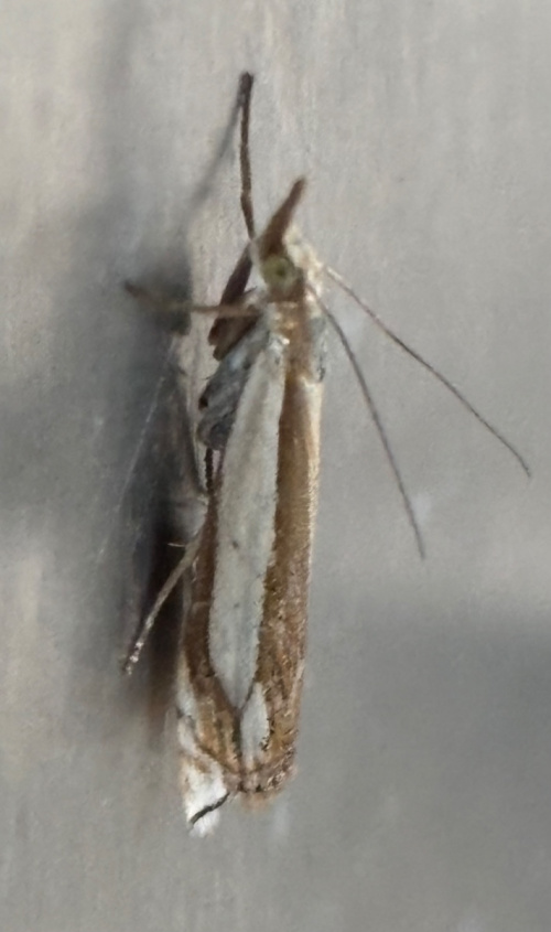 White-banded Grass-moth Crambus pascuella
