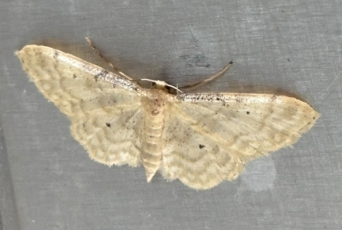 Species image