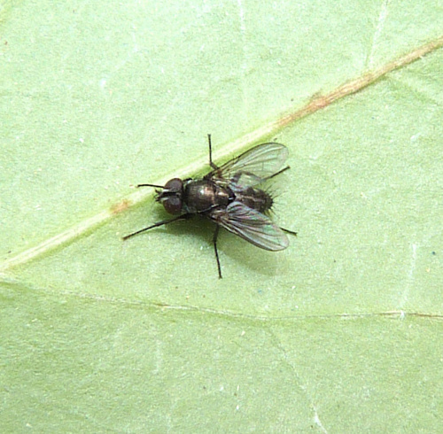 Species image