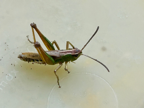 Meadow Grasshopper Pseudochorthippus parallelus