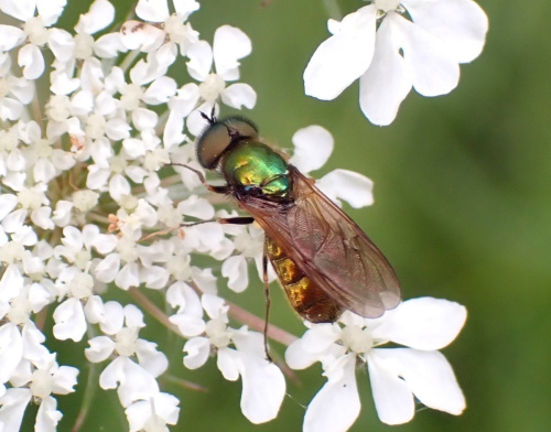 Broad Centurion Chloromyia formosa