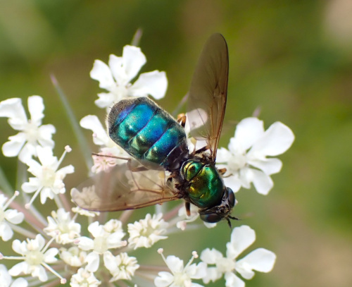 Broad Centurion Chloromyia formosa