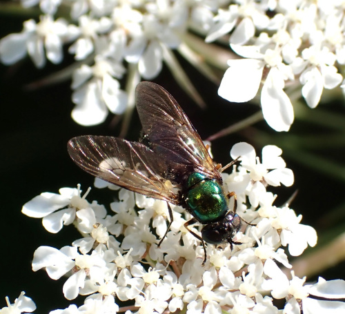 Broad Centurion Chloromyia formosa