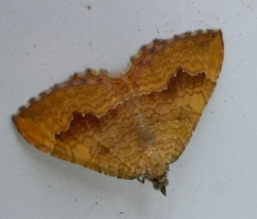 Yellow Shell Camptogramma bilineata