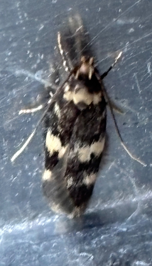 Four-spotted Obscure agg. Oegoconia quadripuncta agg.