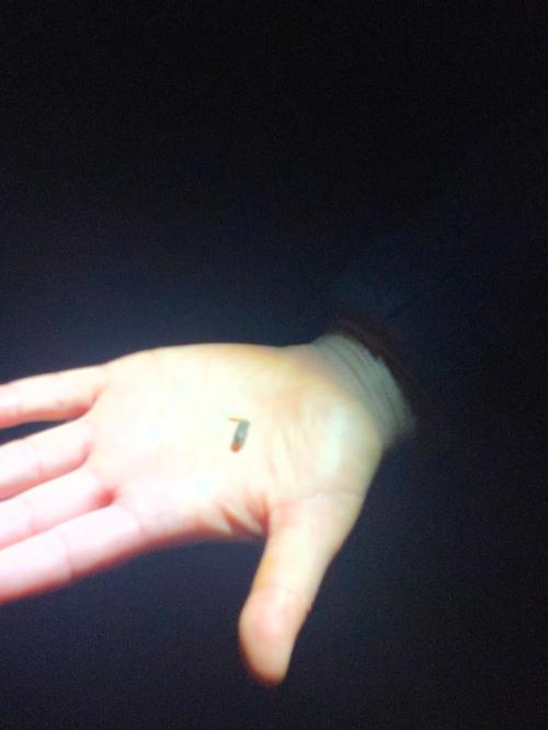 Glow-worm Lampyris noctiluca
