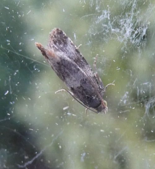 Four-spotted Obscure agg. Oegoconia quadripuncta agg.