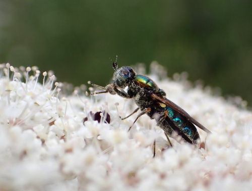 Broad Centurion Chloromyia formosa