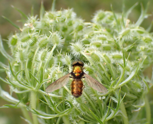 Broad Centurion Chloromyia formosa