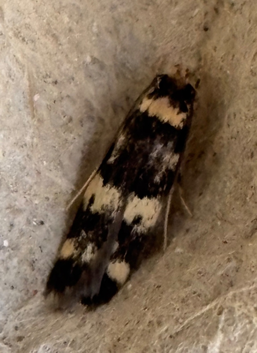 Four-spotted Obscure agg. Oegoconia quadripuncta agg.