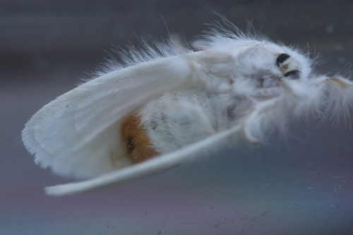 Yellow-tail Euproctis similis