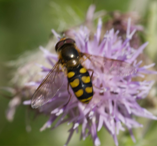  Eupeodes