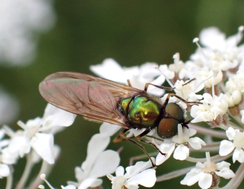 Broad Centurion Chloromyia formosa