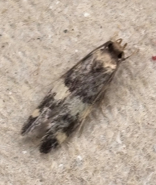 Four-spotted Obscure agg. Oegoconia quadripuncta agg.
