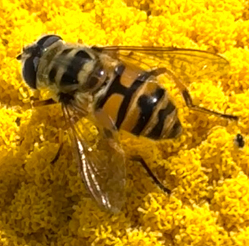 Batman Hoverfly Myathropa florea