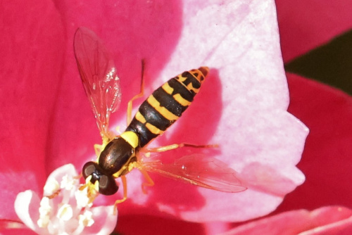  Sphaerophoria