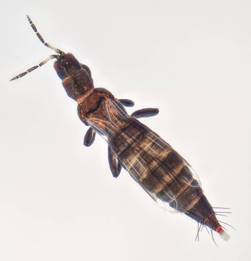 Species image