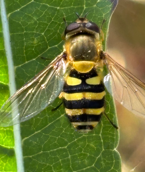  Syrphus