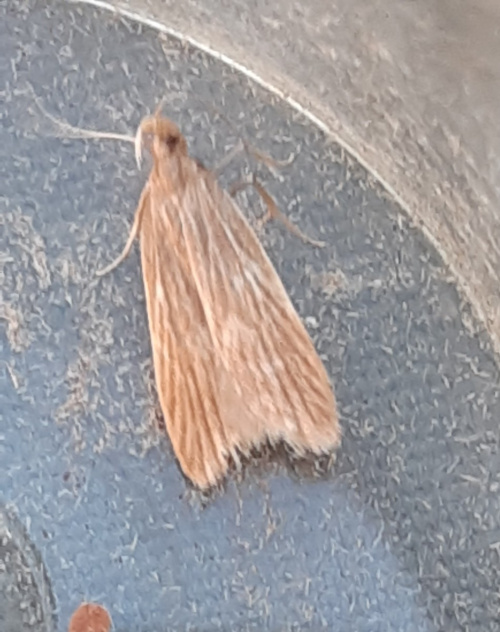 Common Zebra Moth Helcystogramma rufescens