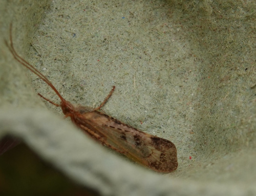  Limnephilus