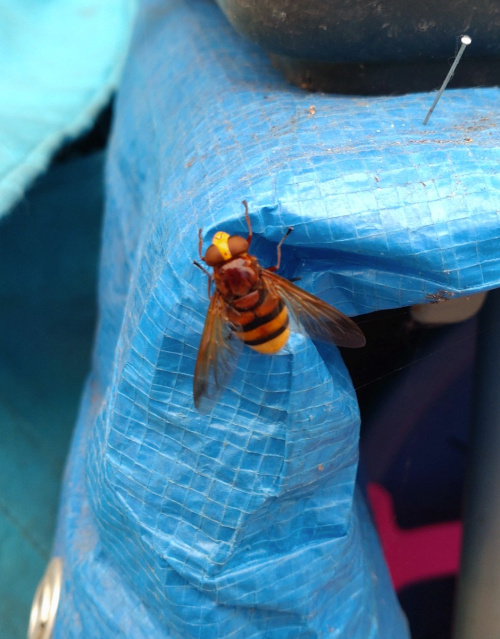 Hornet Hoverfly Volucella zonaria