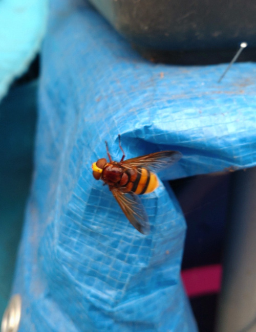 Hornet Hoverfly Volucella zonaria