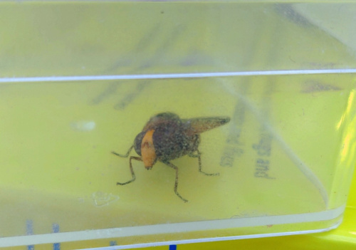 Hornet Hoverfly Volucella zonaria