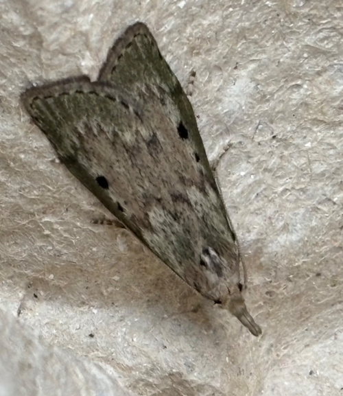 Bee Moth Aphomia sociella