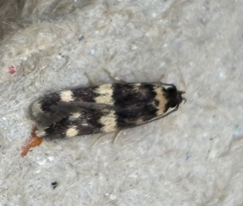 Four-spotted Obscure agg. Oegoconia quadripuncta agg.